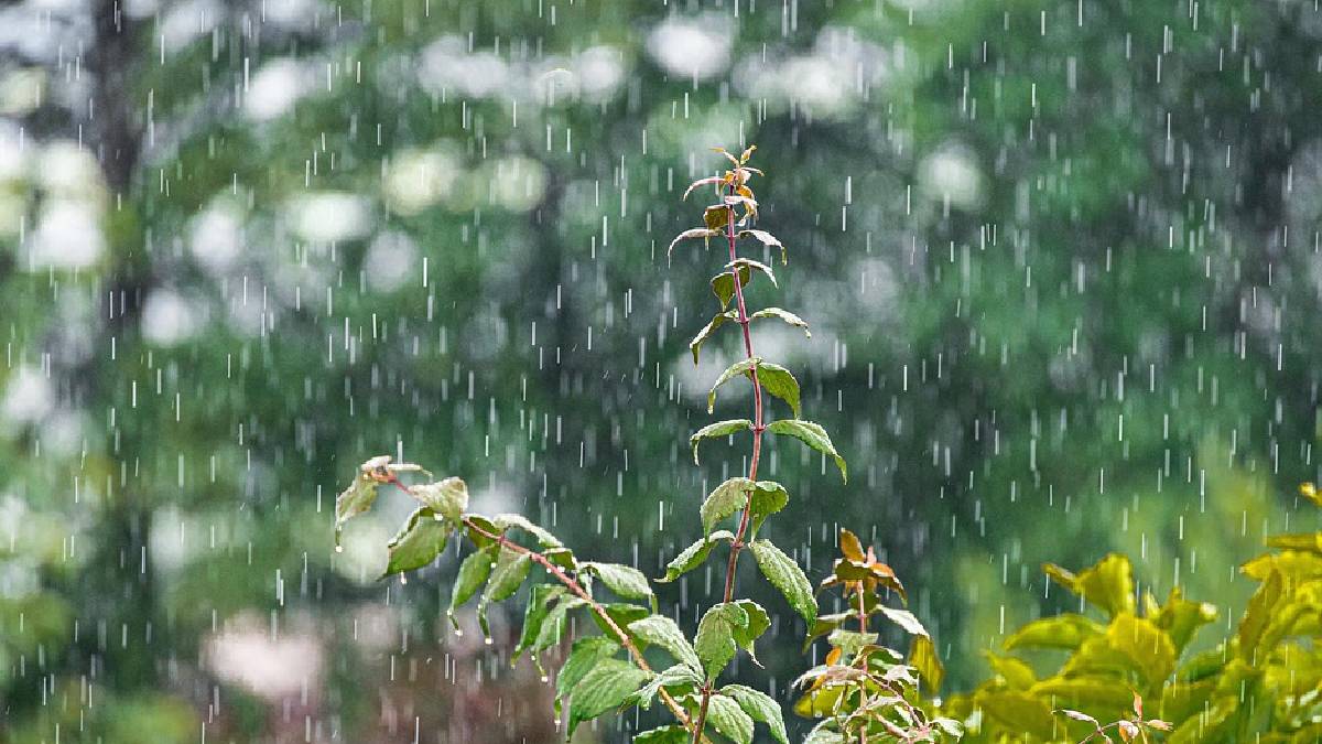 ahilyanagar rainfall latest news