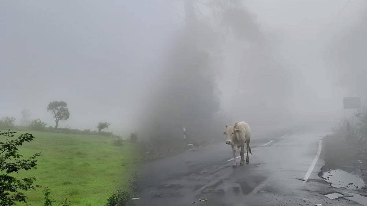 Amravati melghat chikhaldara dense fog