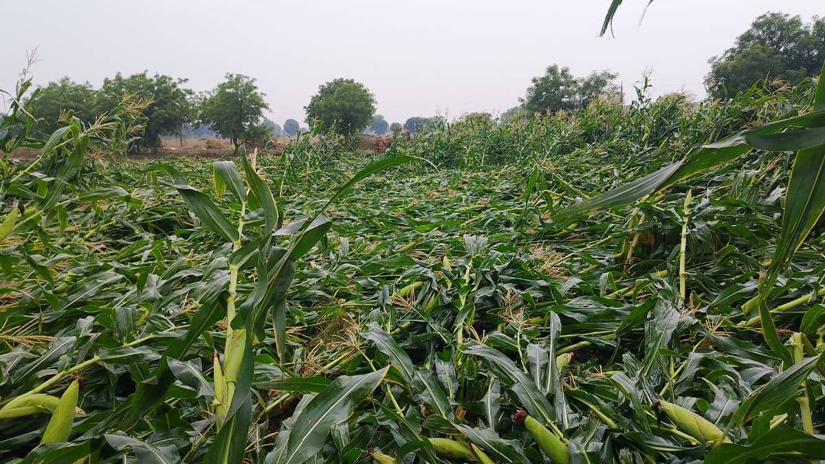 Since May 1 heavy rains in Buldhana damaged crops killed three in lightning strikes