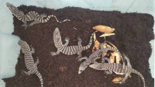 unidentified eggs in mulund drain hatched into five baby shrike chicks after incubation Mumbai print news sud 02