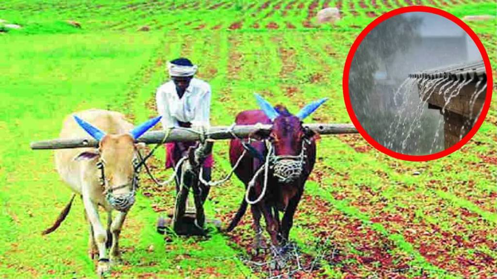 rain Kharif sown crops now face serious risk