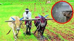 अहिल्यानगर : ढगफुटीचा ४५ गावांतील ४२०० शेतकऱ्यांना फटका, ३४४१ जनावरे दगावली, १२२८७ टन कांद्याचा चिखल