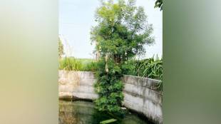 Baya weaver bird, Baya weaver bird nest,