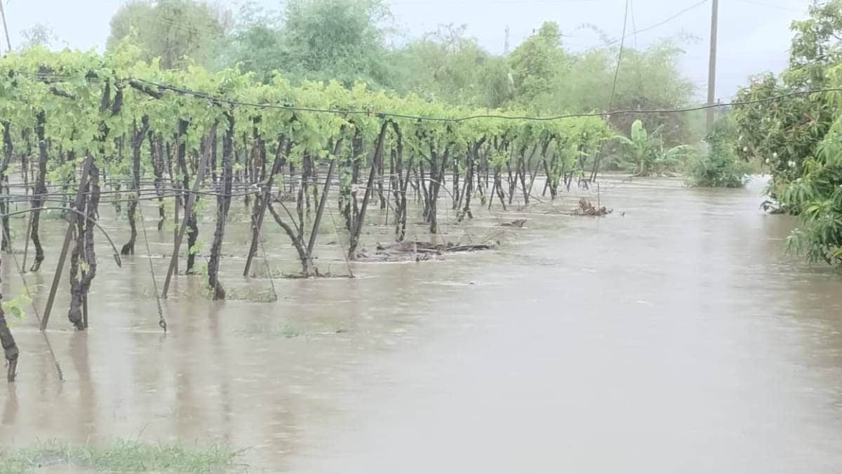Kharif sowing, Sangli rain, Sangli fields, loksatta news,
