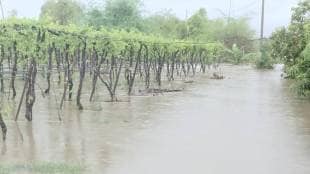 Kharif sowing, Sangli rain, Sangli fields, loksatta news,