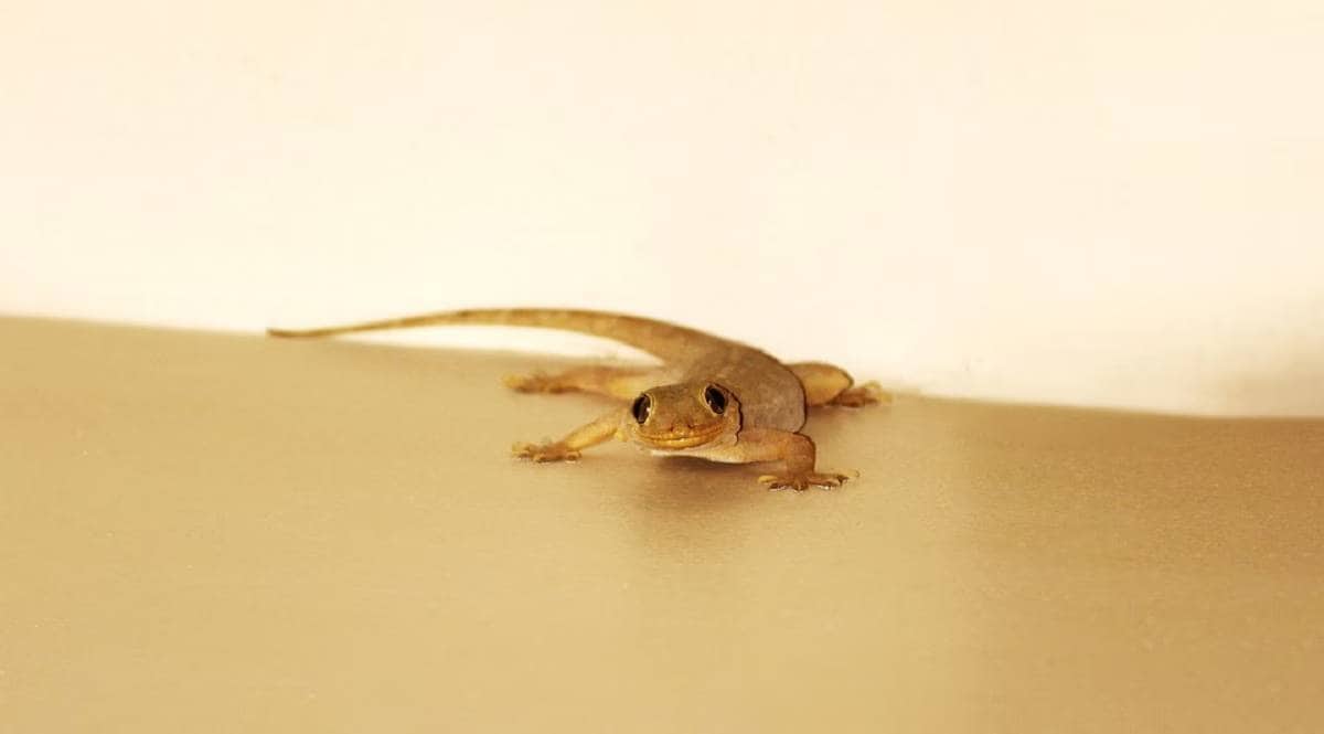 home remedies to get rid of lizard