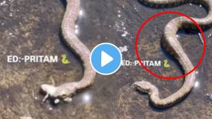 Snake swallowed half of the frog then suddenly what happened next