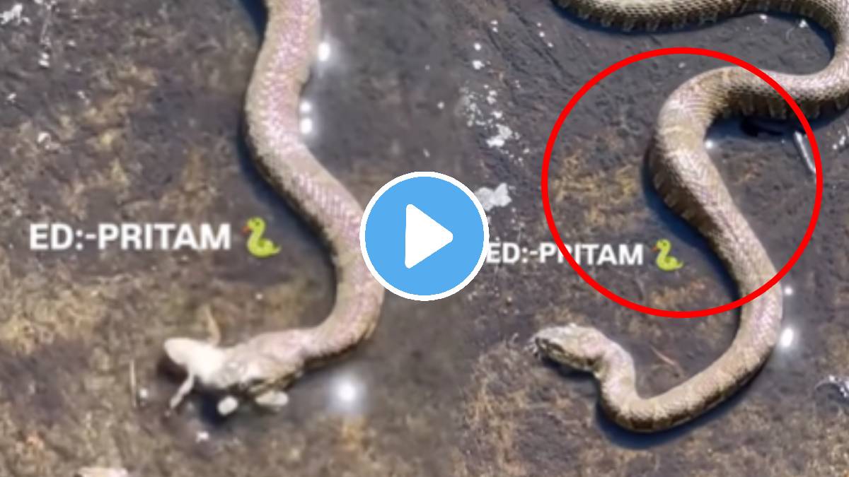 Snake swallowed half of the frog then suddenly what happened next