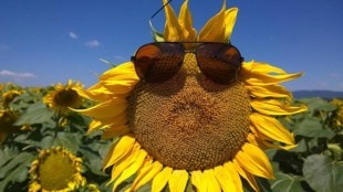 How do sunglasses protect your eyes