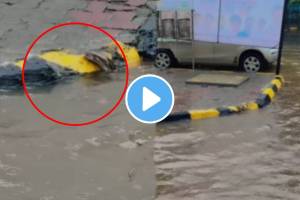 Navi mumbai viral video of snake found in rain water on road shocking video goes viral
