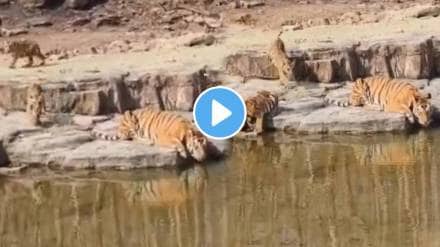 Tiger Caught On Camera Seeking Relief Near River At Panna Reserve To Beat The Heat video viral