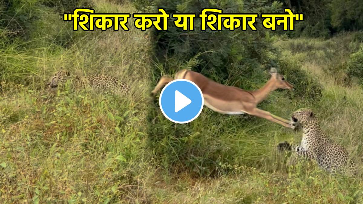 Leopard’s Hunt deer Viral Video Shows Jungle’s Brutal Law of Survival video goes viral
