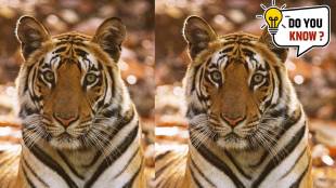 5 special big cats found only in India India is the only country in the world to have Asiatic Lions in their natural habitat