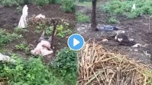 Father and son die on the spot due to electric shock while protect maize field from pig shocking video viral