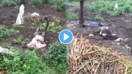 Father and son die on the spot due to electric shock while protect maize field from pig shocking video viral