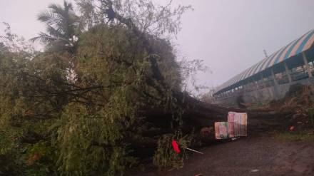 heavy rain and strong winds in Palghar today disrupted power distribution across the district