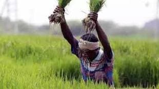 Kharif season nearing thane begins fertilizer seed supply six flying squads deployed