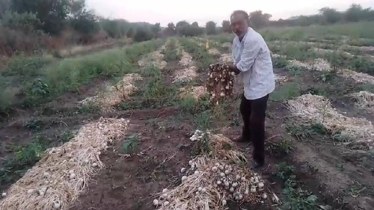 ashti taluka known for onions has been flooded by unseasonal rains damaging crops