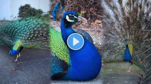 bird viral video | peacock beautiful dance