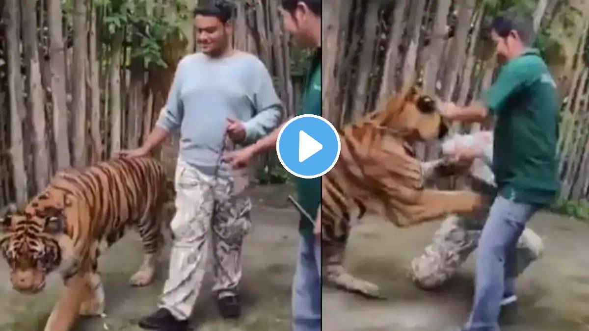 Phuket Tiger Attack Video Viral