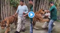 Video: वाघाच्या पाठीवर हात ठेवून सेल्फीचा प्रयत्न; थायलंडमध्ये भारतीय व्यक्तीवर वाघाचा हल्ला, किंकाळ्यांनी उडेल थरकाप