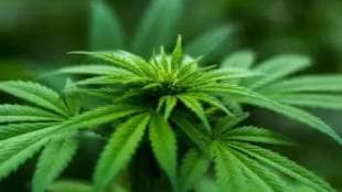 Police register case against seven people for cultivating and selling marijuana near Jalna house