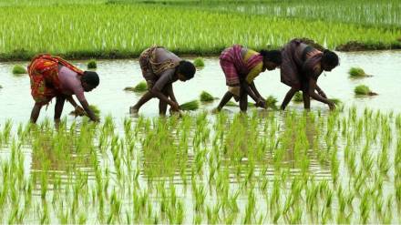 Preparations for Kharif season 2025 have gained momentum in Sindhudurg district