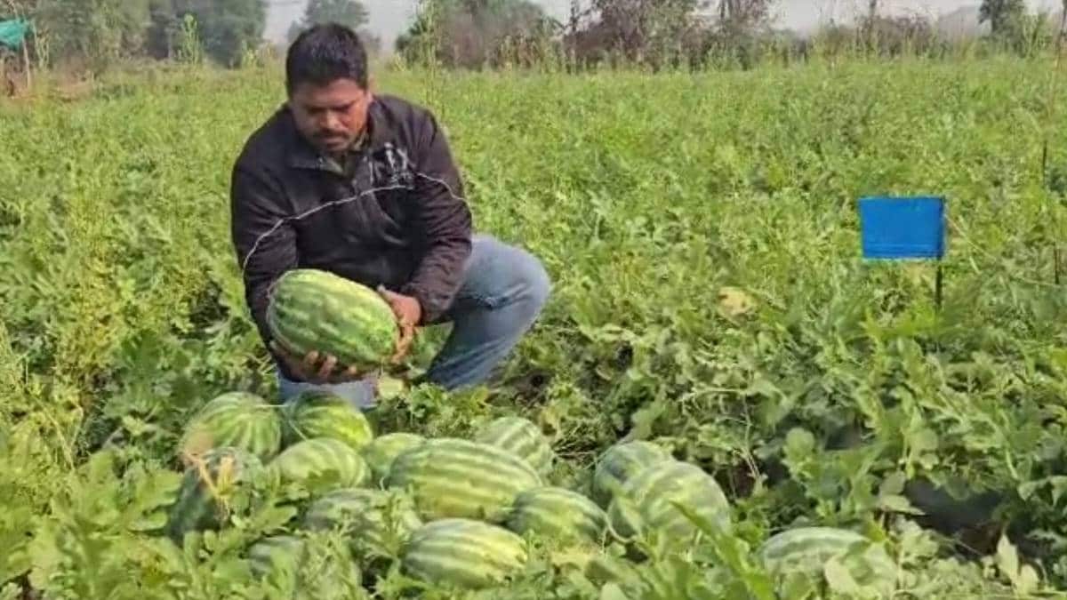 Raigad from last three years 53,000 farmers affected by heavy rains deprived of assistance