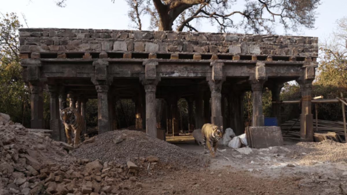 Tigress at Ranthambhore responsible for fatal attack on forest ranger