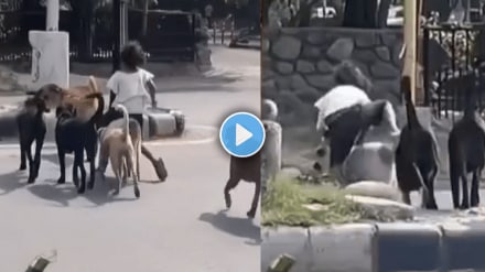 Real Z Plus Security Video Of Young Girl Riding On Dog