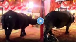 एक लग्न असंही! भर मांडवात जंगली गेंड्याची एंट्री; मुलांनी काढला पळ अन्… पाहा व्हायरल VIDEO