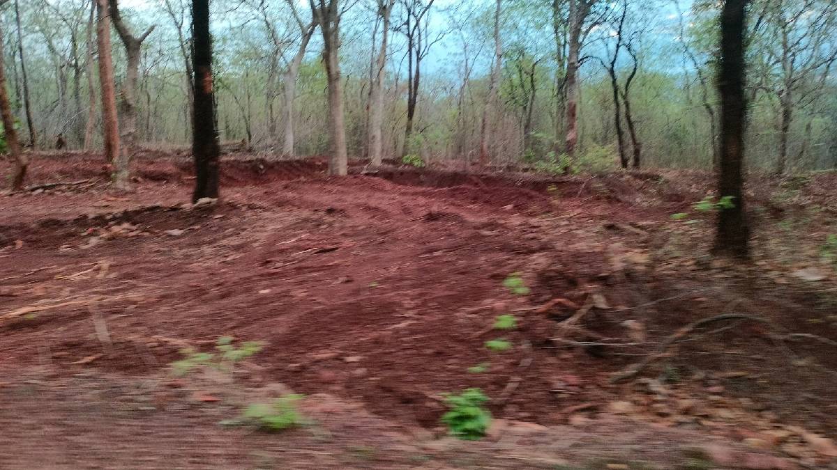 Road work is underway in the Madnapur buffer area of ​​the Palasgaon forest area of ​​the Tiger Reserve