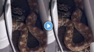 Snake Viral Video