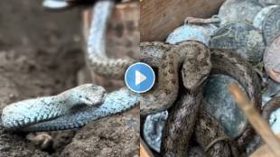 Snake guards buried box video viral