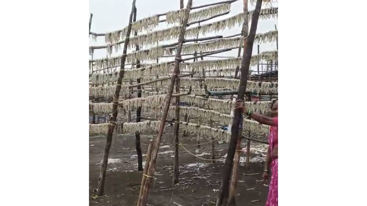 The Fisheries Department has conducted Panchnamas of 2 thousand 573 fishermen in Vasai taluka as unseasonal rains have affected dried fish
