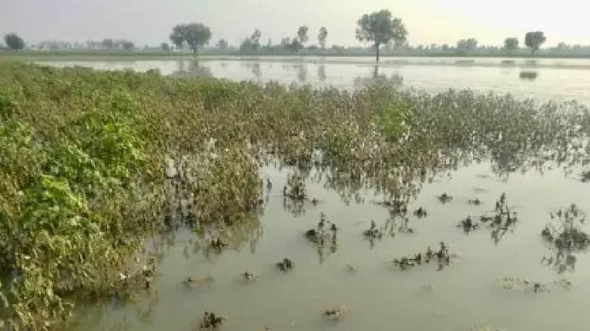 The agitation by agricultural assistants who are a component of the Panchnama has also delayed the work of conducting Panchnama after unseasonal rains