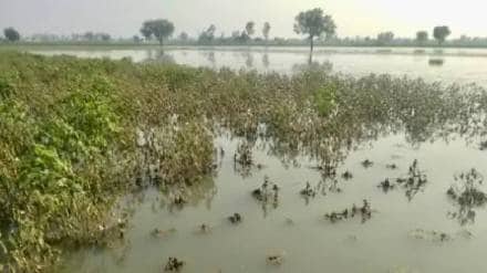 The agitation by agricultural assistants who are a component of the Panchnama has also delayed the work of conducting Panchnama after unseasonal rains