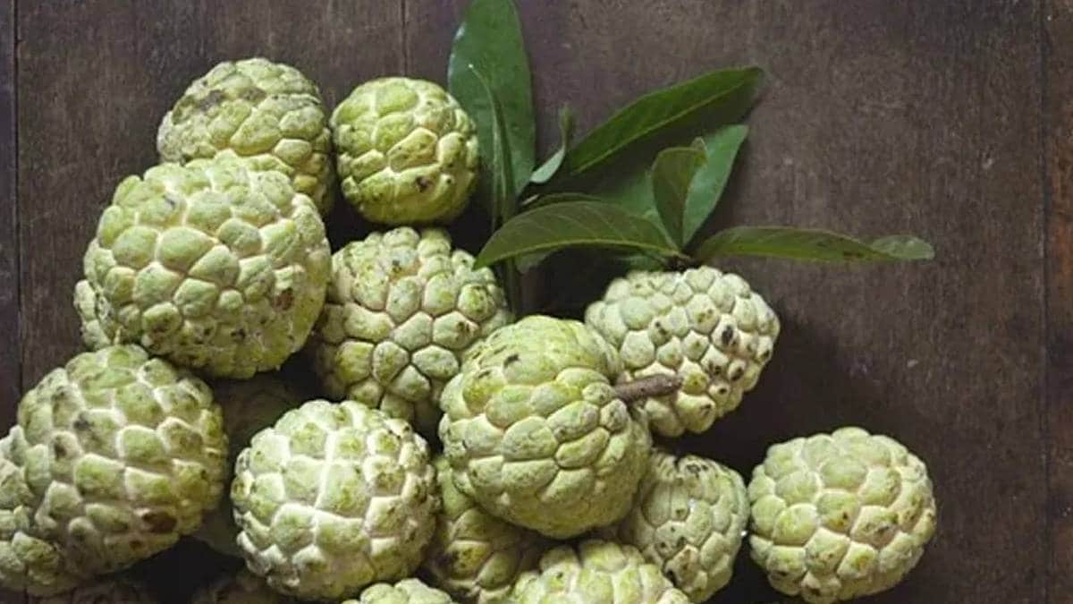 The first arrival of the seasons custard apples from Purandar took place at the fruit market in the market yard on Tuesday