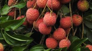 The litchi season has begun at the Mumbai Agricultural Produce Market Committee APMC fruit market