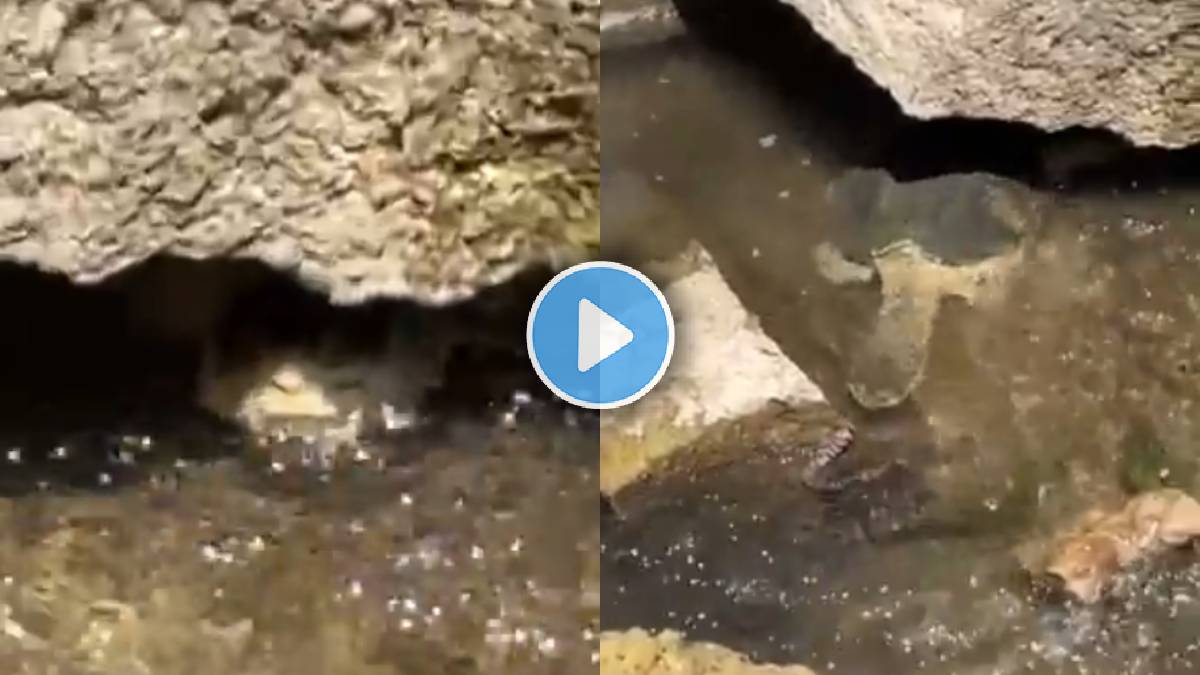 Turtle attack on snake | animal video viral