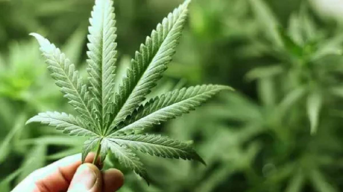Two arrested for cultivating marijuana in Alandi and Mhalunge MIDC police station limits