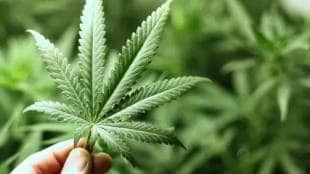 Two arrested for cultivating marijuana in Alandi and Mhalunge MIDC police station limits