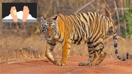Two people died in tiger attacks in Mul tehsil of Chandrapur district within 12 hours