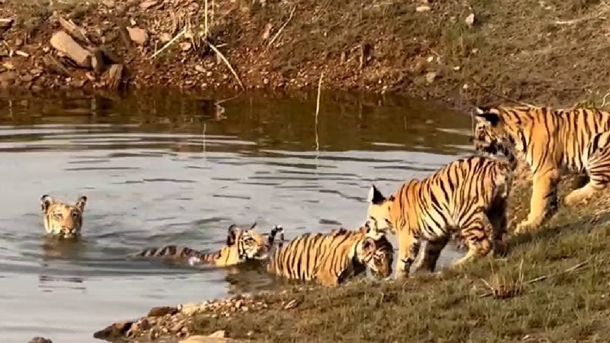 Umred-Karhandla Sanctuary summer F-2 tigress cubs water body cubs are having fun in the water