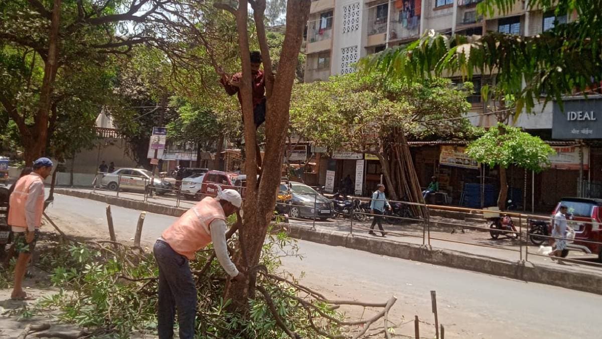 Vasai city dangerous tree branch cutting started before the monsoon
