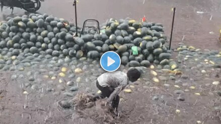Video Toddler struggles to keep watermelon from getting wet in the rain unseasonal rain hits sellers