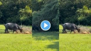 Leopard hunted down a buffalo calf
