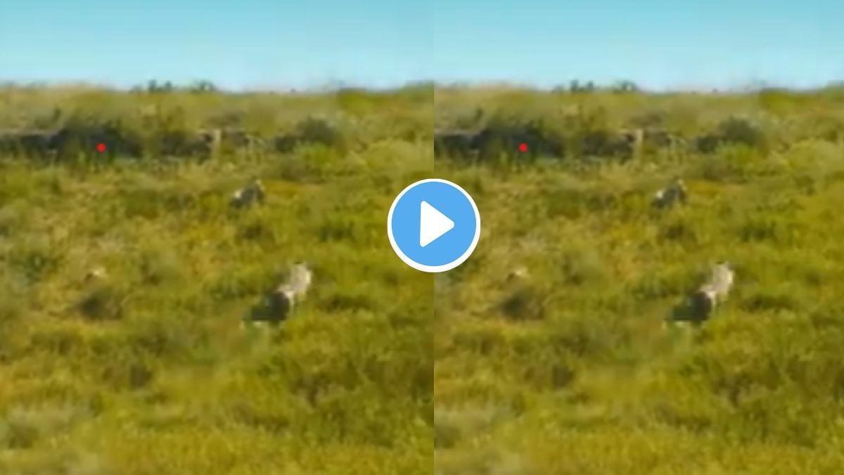 Animal Videos