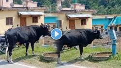 गाय झाली आत्मनिर्भर! तहान लागल्यानंतर केलं असं काही की… VIDEO पाहून वाटेल नवल