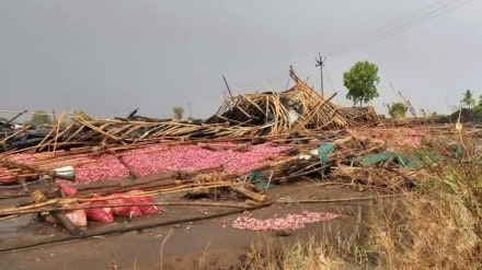 Two people died, rain , Nashik district, onion damaged,